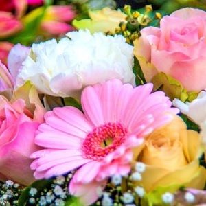 Meet your Posher, Norma